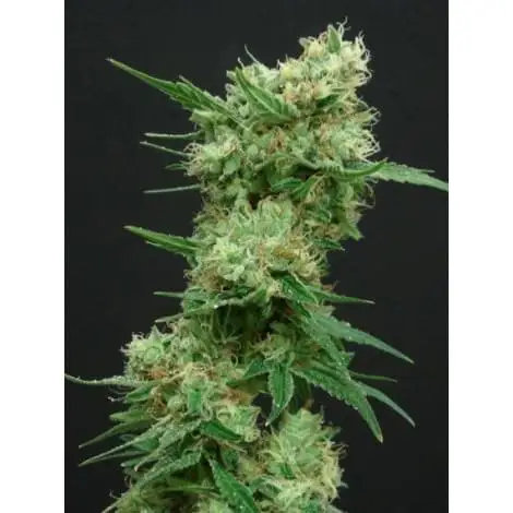 White Widow от Amsterdam Seeds